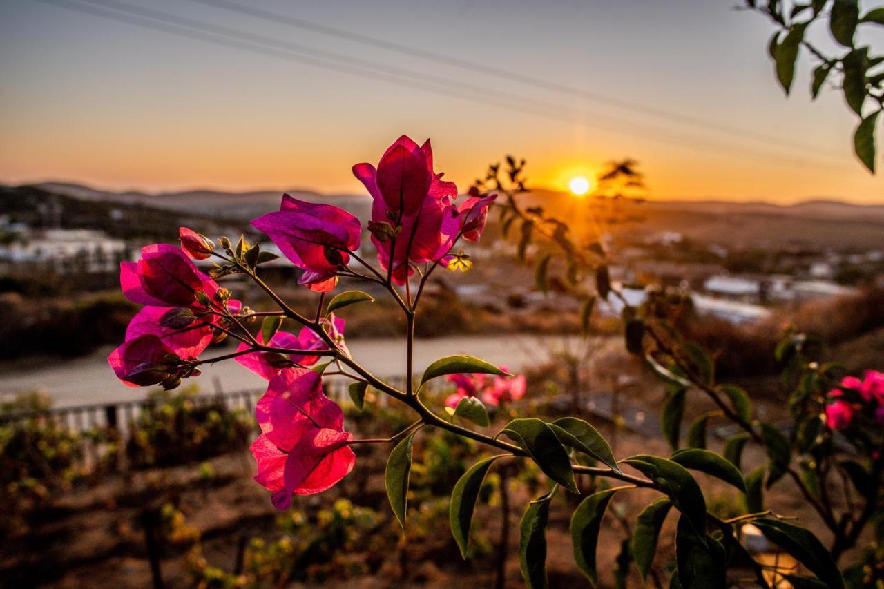 Posada San Antonio Valle de Guadalupe Εξωτερικό φωτογραφία